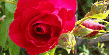 Поздравление с днем работников бытового обслуживания населения и жилищно-коммунального хозяйства